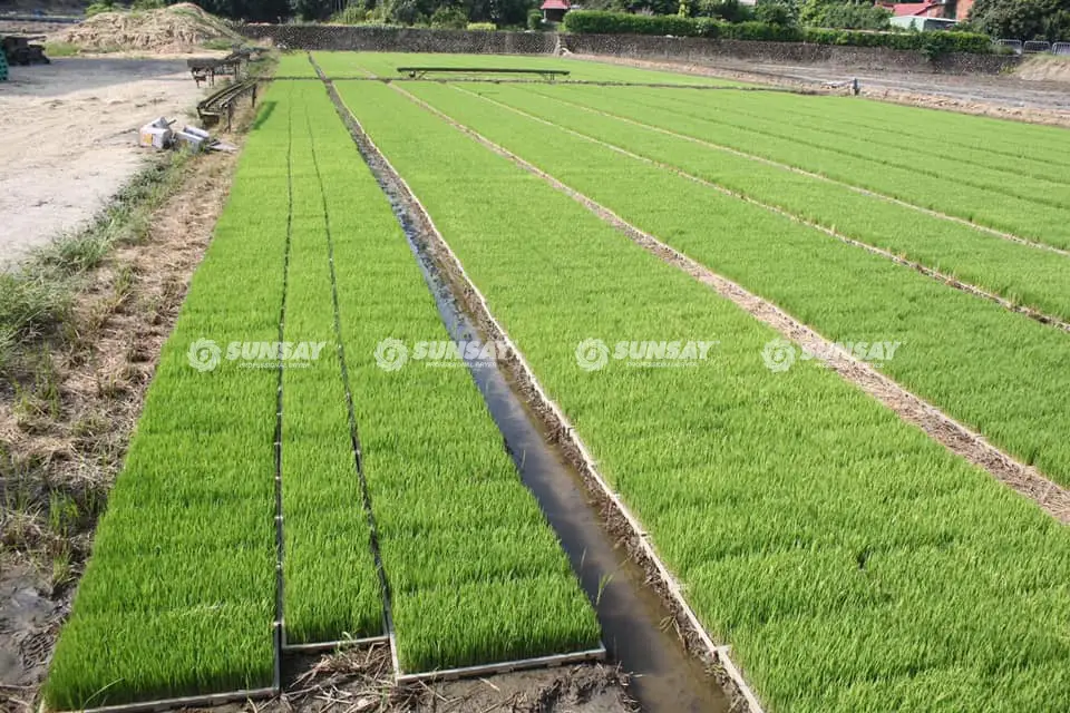 Cánh đồng lúa Đài Loan