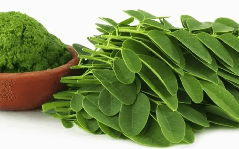 Cây rau chùm ngây được sấy bằng máy sấy rau chùm ngây