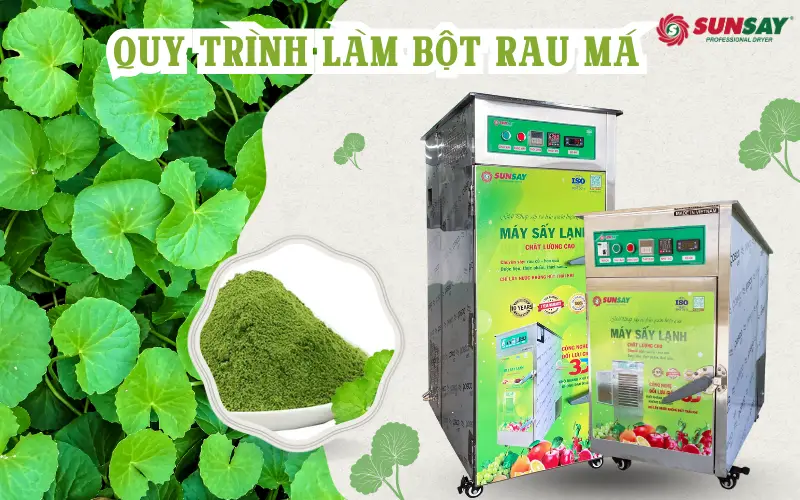 Quy trình sấy rau má để làm bột bằng công nghệ sấy lạnh hiện đại