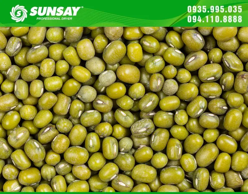 Đậu xanh sau khi sấy sẽ được bảo quản lâu dài hơn