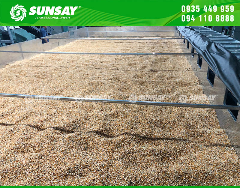 Bắp được đổ đầy vào buồng sấy
