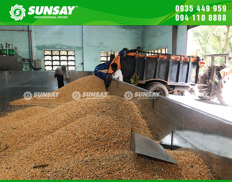 Bắp sau khi thu hoạch được sơ chế tách hạt và đưa vào buồng sấy