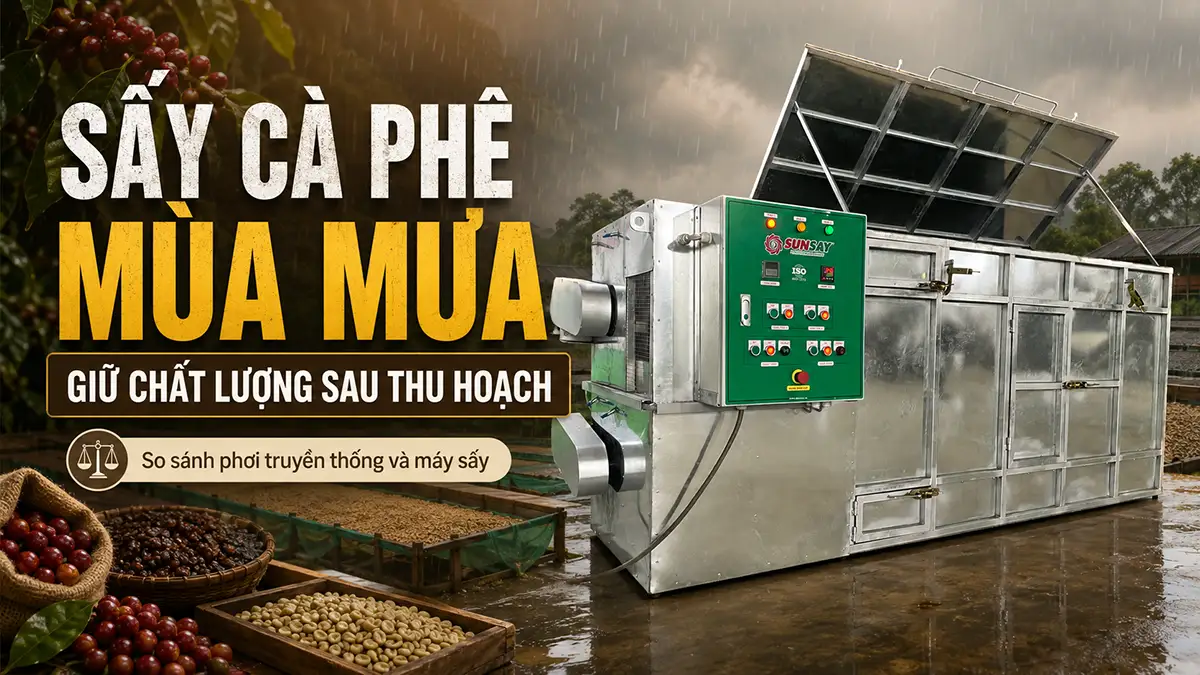Máy sấy cà phê sau thu hoạch mùa mưa: So sánh hiệu quả giữa phơi truyền thống và sử dụng máy