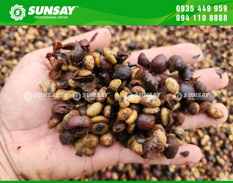 Cà phê trước khi đưa vào máy sấy