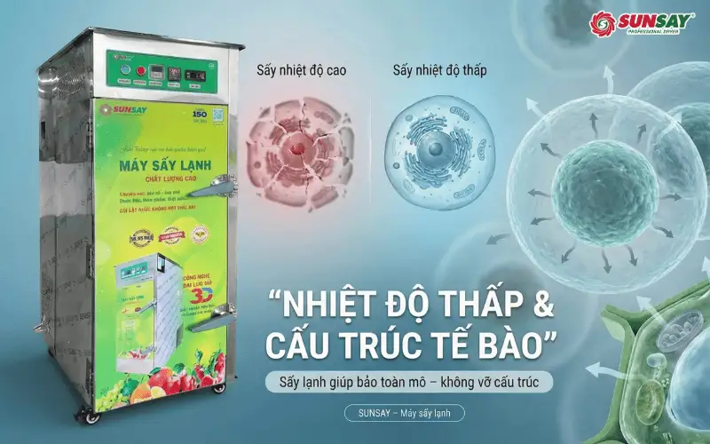 Mối quan hệ giữa nhiệt độ thấp và cấu trúc tế bào