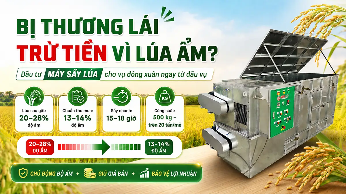 Bị thương lái trừ tiền vì lúa ẩm? Đầu tư Máy sấy lúa cho vụ đông xuân ngay từ đầu vụ